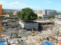 The fig tree is protected as excavation for the 2014 redevelopment takes place around it. Picture supplied